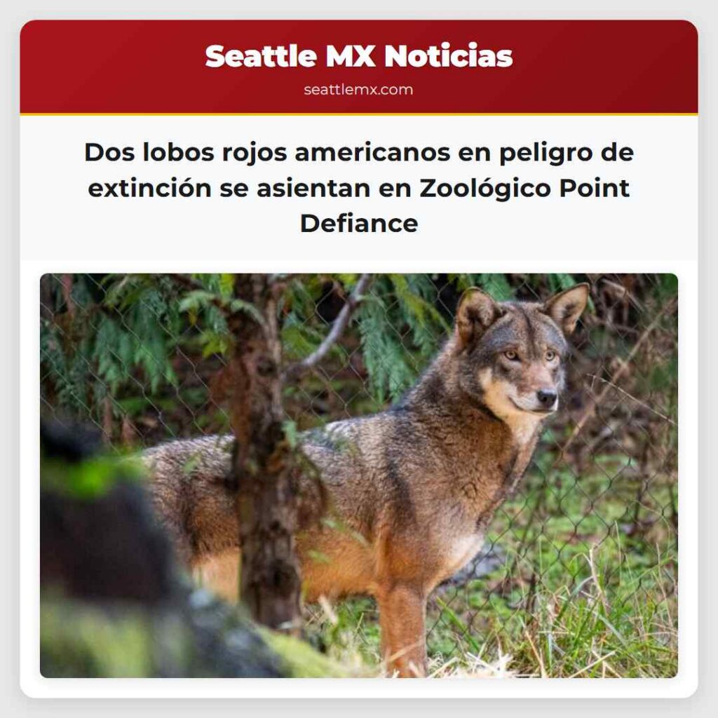 Dos lobos rojos americanos en peligro de