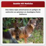 Dos lobos rojos americanos en peligro de extinción se asientan en su nuevo hogar en el Zoológico y Acuario de Point Defiance
