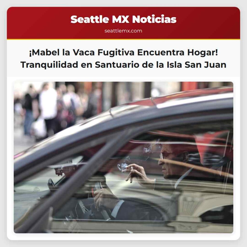 ¡Mabel la Vaca Fugitiva Encuentra Hogar!