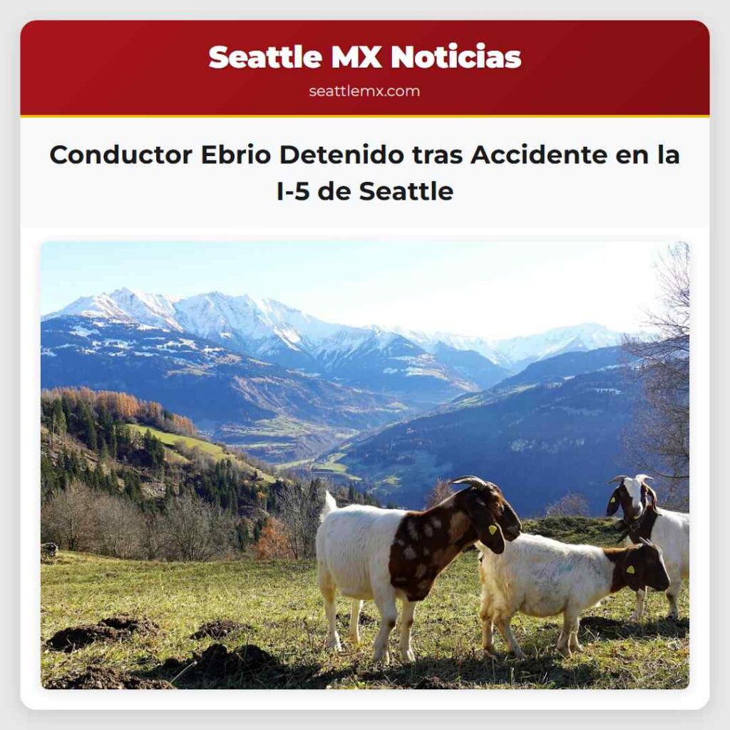 Conductor Ebrio Detenido tras Accidente en la I-5