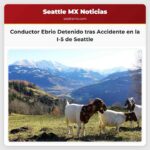 Detienen a conductor ebrio tras accidente en la I-5 de Seattle