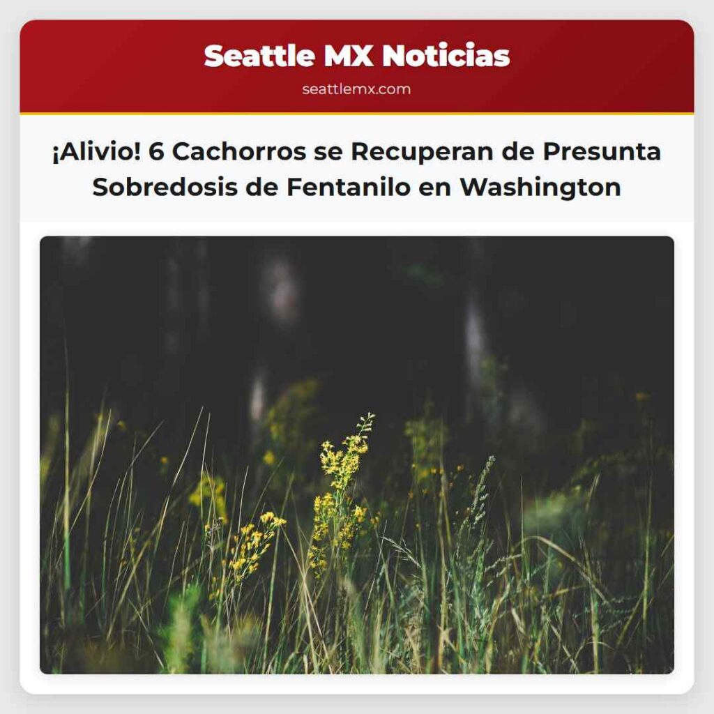 ¡Alivio! 6 Cachorros se Recuperan de Presunta