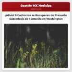 Seis cachorros se recuperan tras una presunta sobredosis de fentanilo en Gold Bar Washington