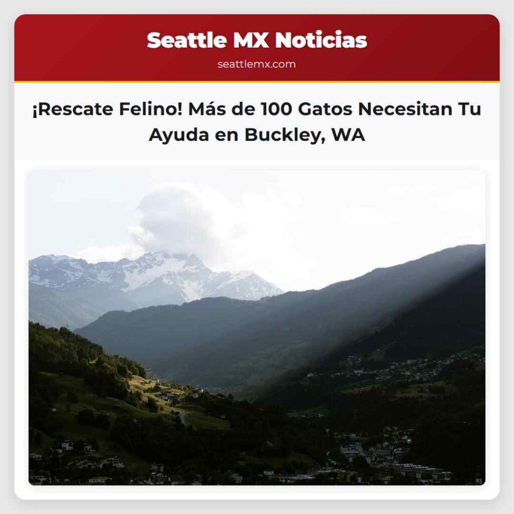 Noticias De Seattle 5 ¡Rescate Felino! Más de 100 Gatos Necesitan Tu