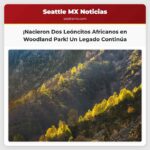 Zoológico Woodland Park celebra el nacimiento de dos leoncitos africanos