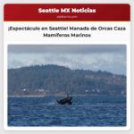 Espectacular Avistamiento de Orcas Cerca de Seattle
