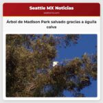El árbol de Madison Park se salva gracias a la presencia de una águila calva