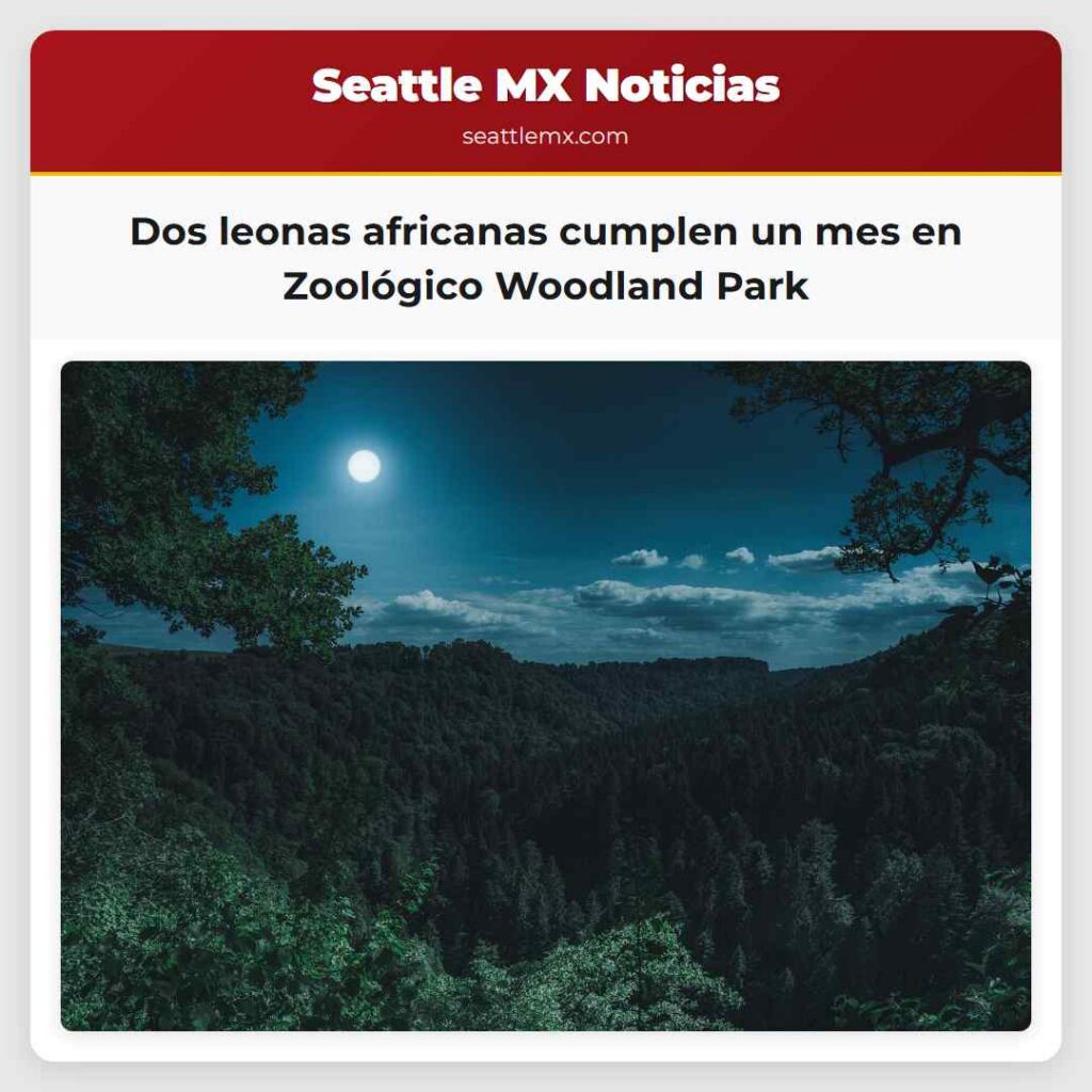 Dos leonas africanas cumplen un mes en Zoológico