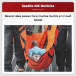 Rescatistas trabajan para salvar a una foca marina herida en la cara en Hood Canal