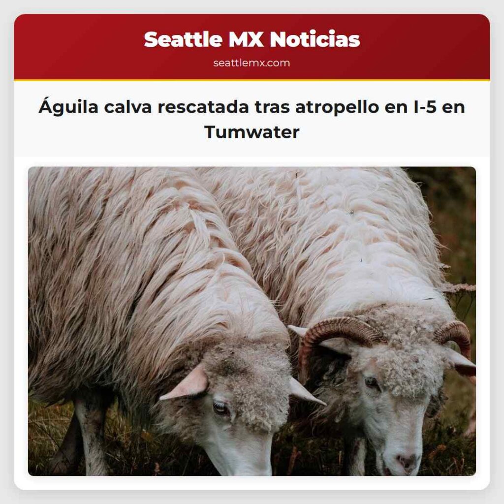 Águila calva rescatada tras atropello en I-5 en