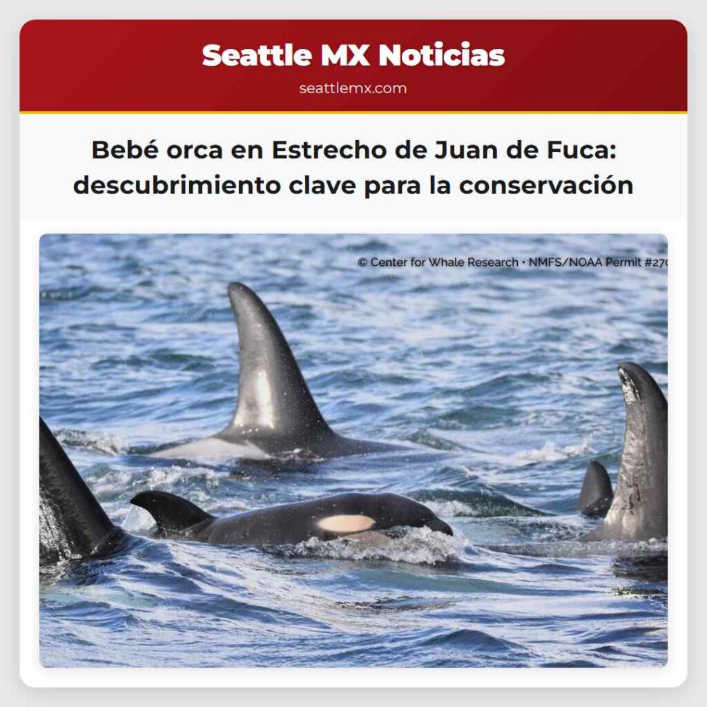 Bebé orca en Estrecho de Juan de Fuca: