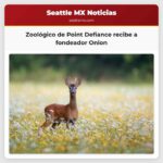 El zoológico de Point Defiance recibe a un fondeador de mar de 11 años llamado Onion