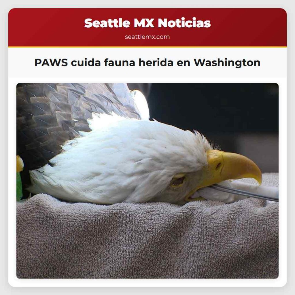 PAWS cuida fauna herida en Washington