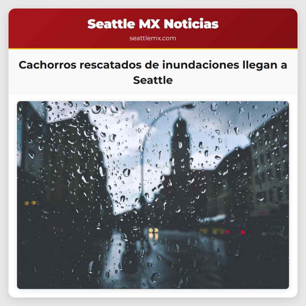Cachorros rescatados de inundaciones llegan a