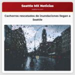 Cachorros rescatados de inundaciones en Oahu llegan a Seattle