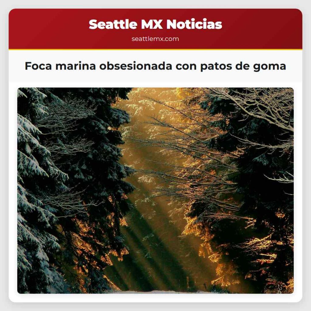 Foca marina obsesionada con patos de goma