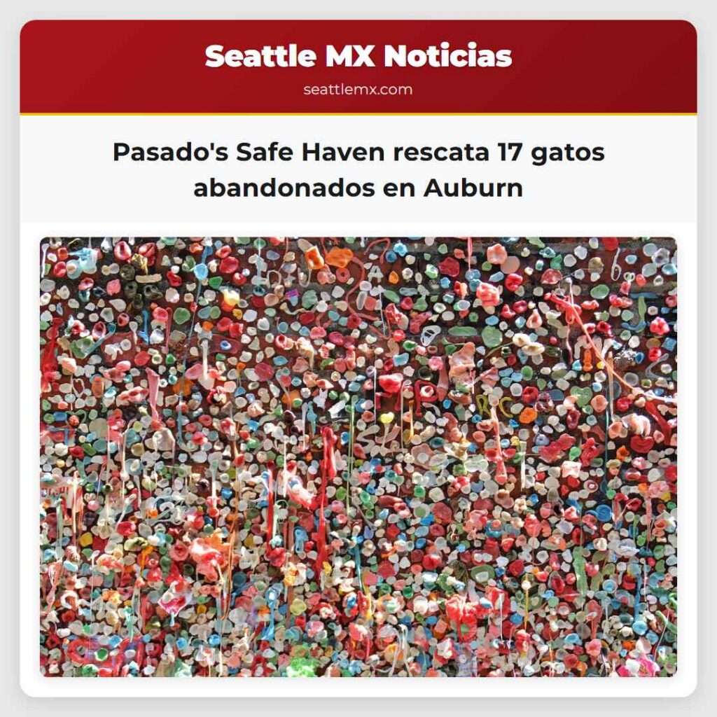 Pasado's Safe Haven rescata 17 gatos abandonados