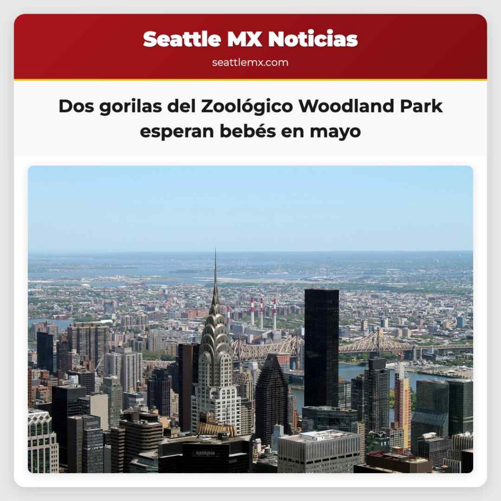 Noticias De Seattle 1 Dos gorilas del Zoológico Woodland Park esperan