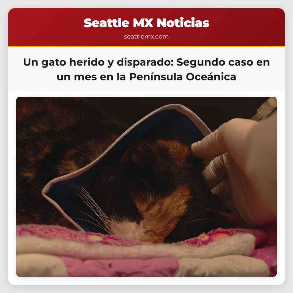Un gato herido y disparado: Segundo caso en un