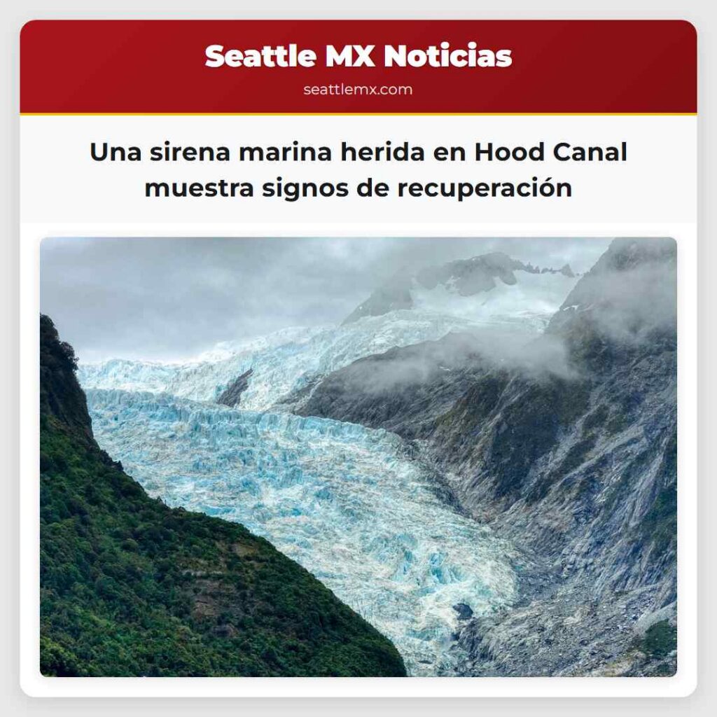 Una sirena marina herida en Hood Canal muestra