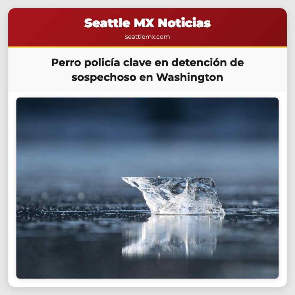 Noticias De Seattle 1 Perro policía clave en detención de sospechoso en
