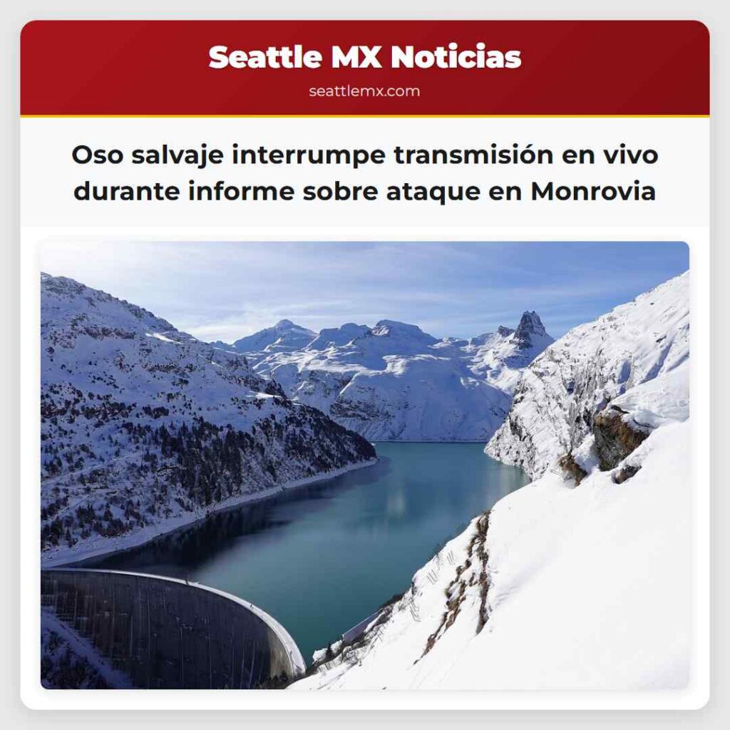 Oso salvaje interrumpe transmisión en vivo