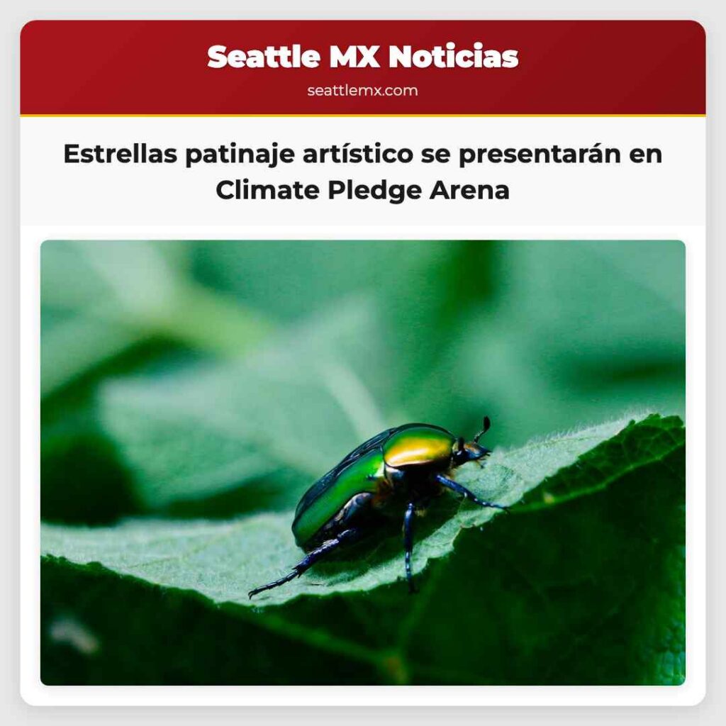 Noticias De Seattle 5 Estrellas patinaje artístico se presentarán en