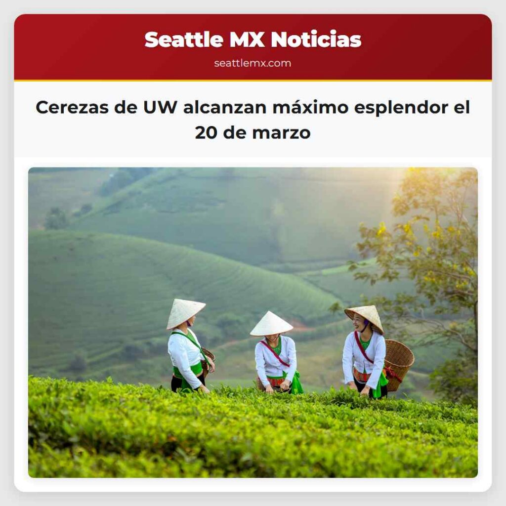 Cerezas de UW alcanzan máximo esplendor el 20 de