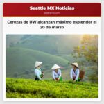 !No te lo pierdas! Las cerezas de la Universidad de Washington alcanzarán su máximo esplendor este miércoles
