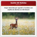 Mujer detenida por huir de un hombre con un cepillo de dientes en Alki Beach