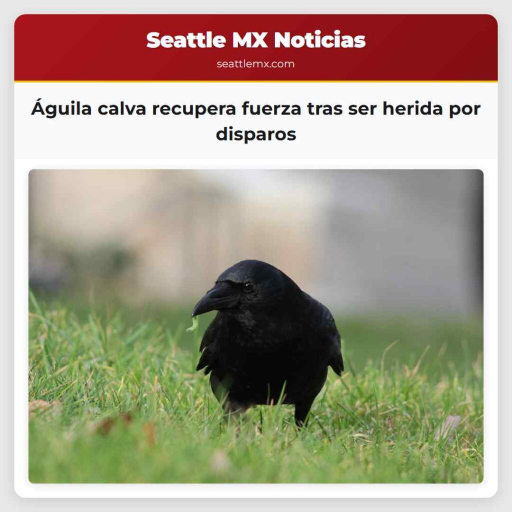 Águila calva recupera fuerza tras ser herida por