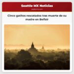 Cinco gatitos rescatados tras muerte de su madre en Belfair