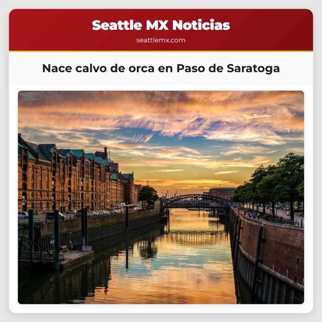 Nace calvo de orca en Paso de Saratoga