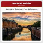 Nace calvo de orca en Paso de Saratoga