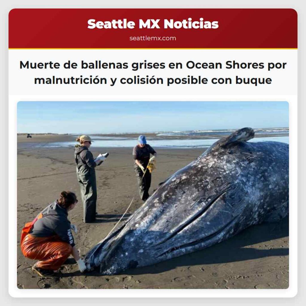 Muerte de ballenas grises en Ocean Shores por