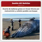 Muerte de ballenas grises en Ocean Shores malnutrición y posible colisión con un buque