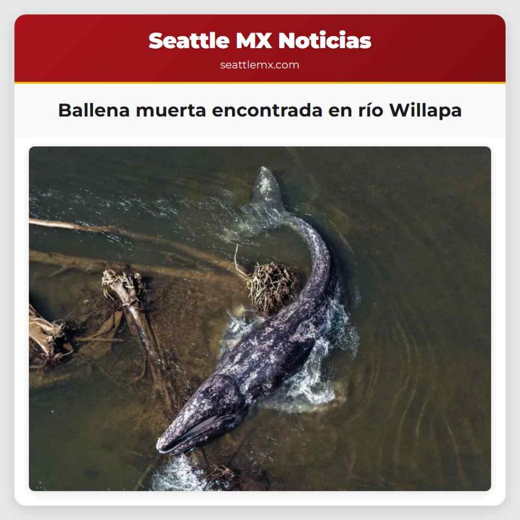 Ballena muerta encontrada en río Willapa