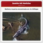 Ballena muerta encontrada tras su segundo avistamiento en una semana en el río Willapa