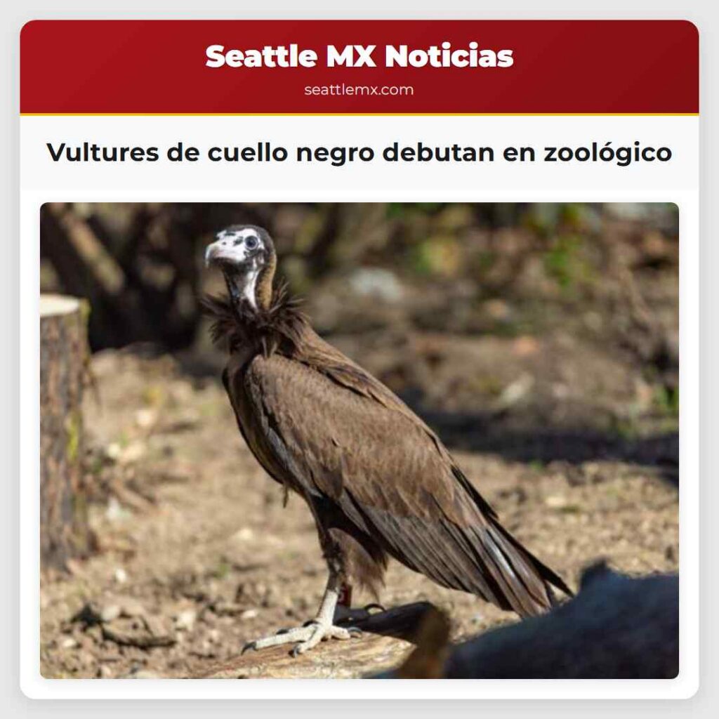 Vultures de cuello negro debutan en zoológico
