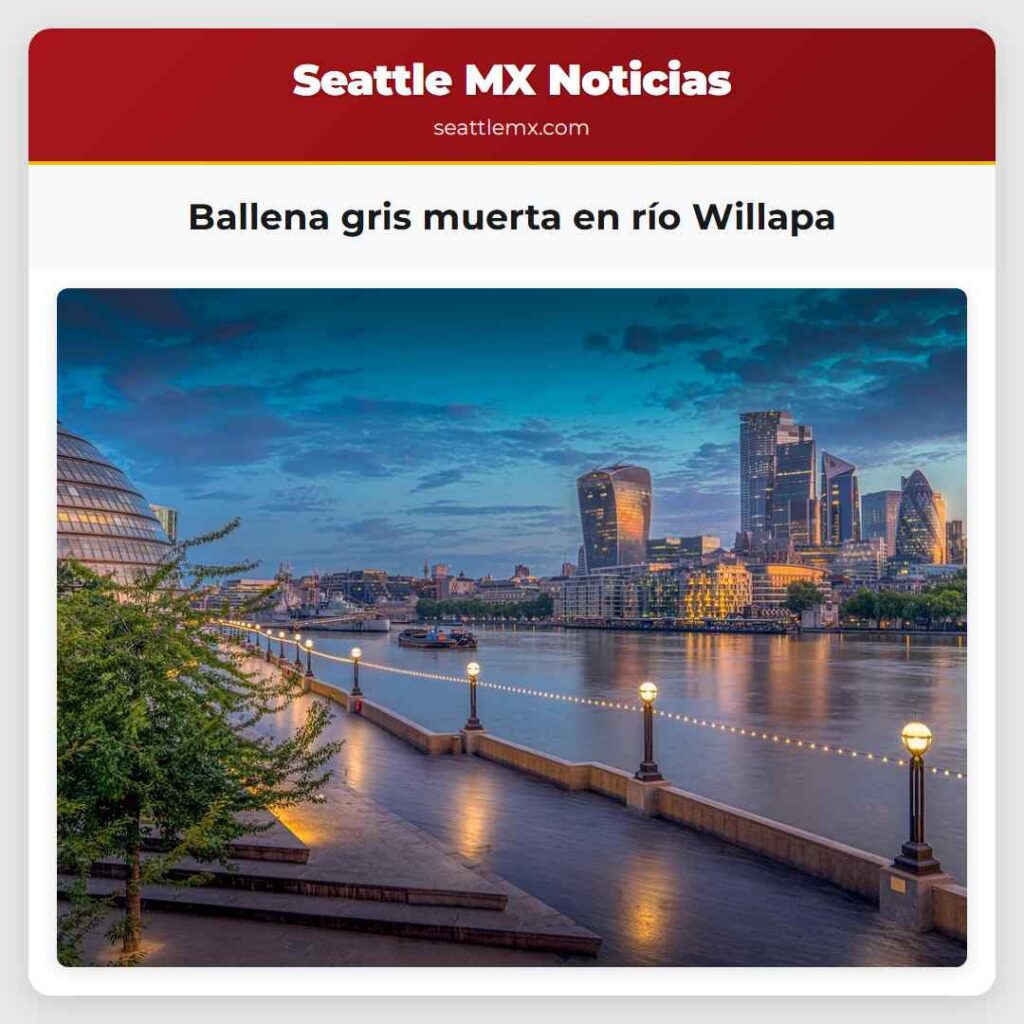 Ballena gris muerta en río Willapa