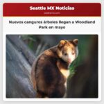 Nuevos canguros árboles llegan a Woodland Park en mayo