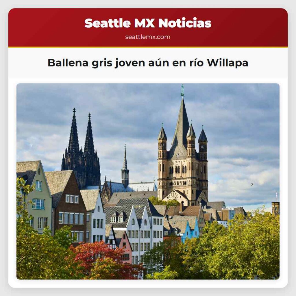 Ballena gris joven aún en río Willapa