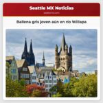 Ballena gris joven avistada en el río Willapa pese a informes de que podría haber regresado a aguas abiertas