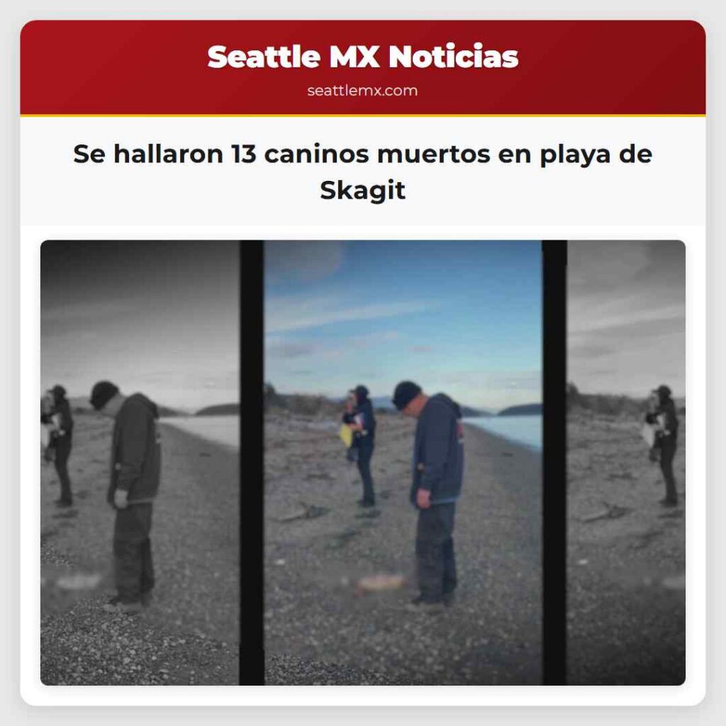 Se hallaron 13 caninos muertos en playa de Skagit