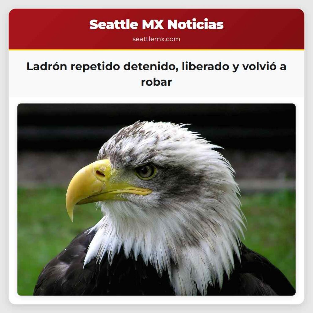 Ladrón repetido detenido, liberado y volvió a