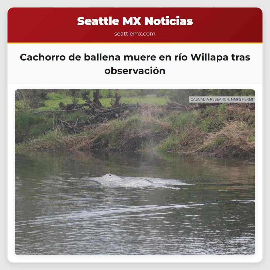 Cachorro de ballena muere en río Willapa tras
