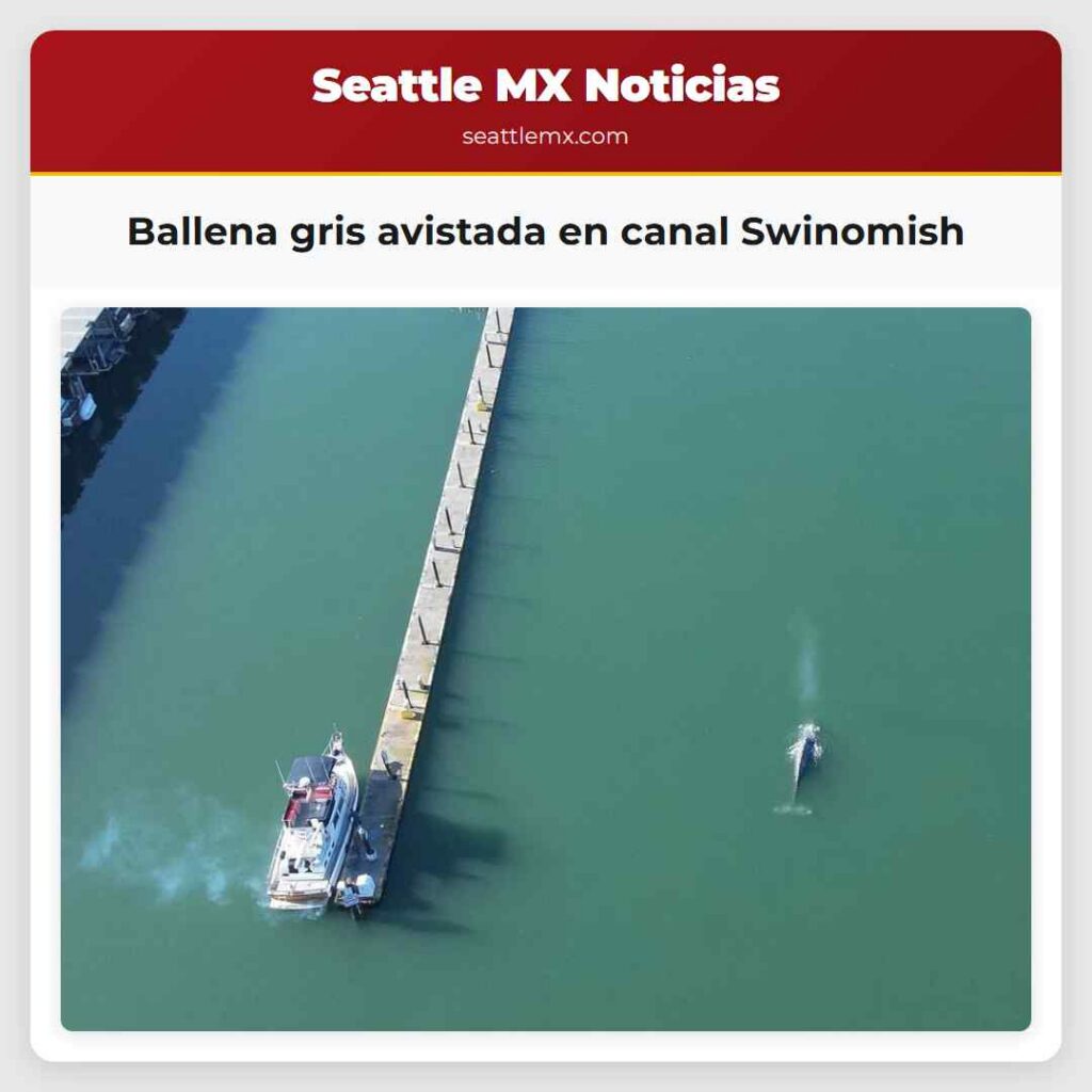 Ballena gris avistada en canal Swinomish