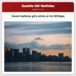 Una joven ballena gris entra al río Willapa en el condado de Pacific