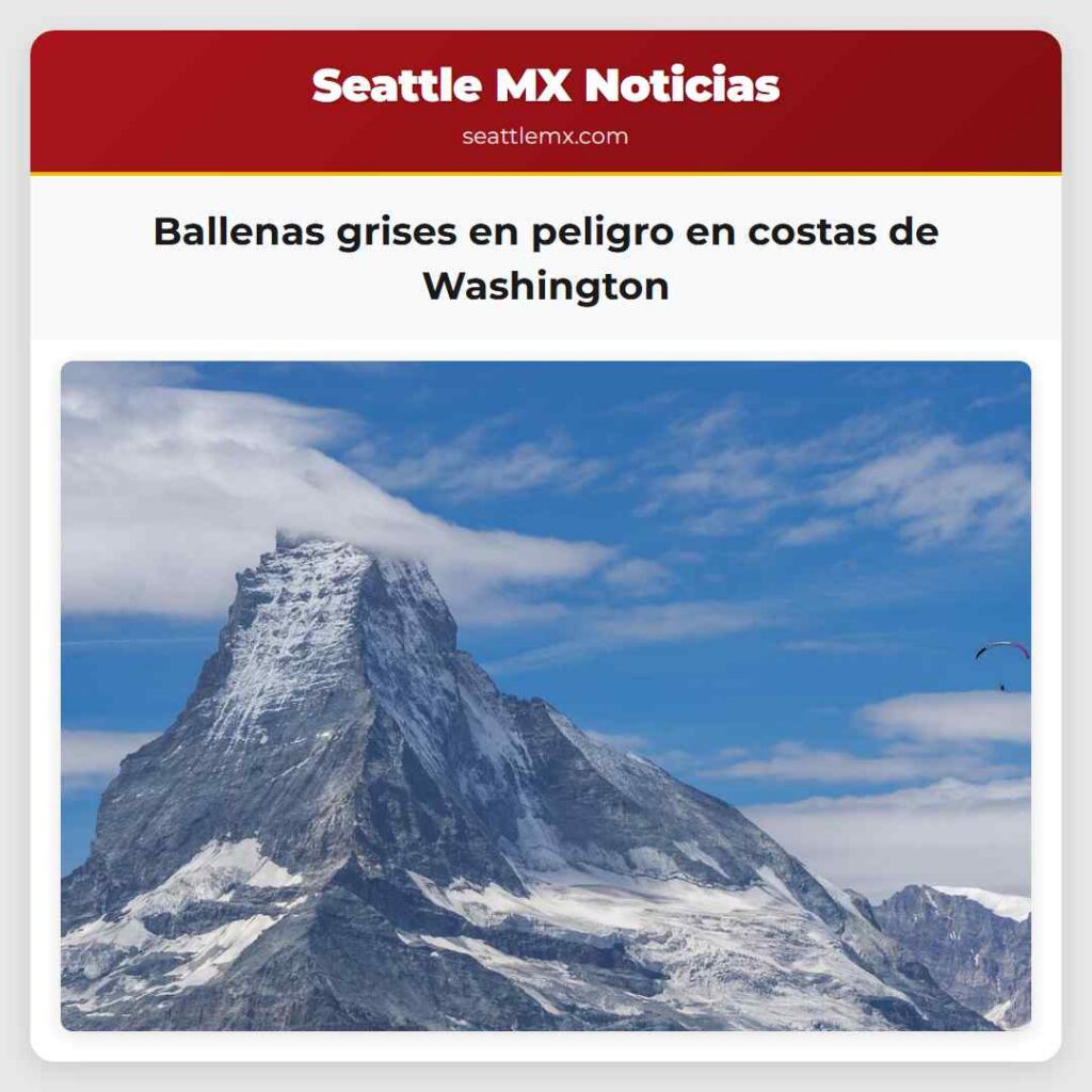 Ballenas grises en peligro en costas de Washington