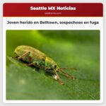 Joven herido en Belltown sospechoso en fuga